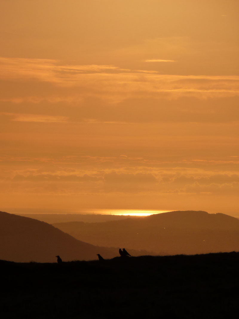 Crows and Sunset